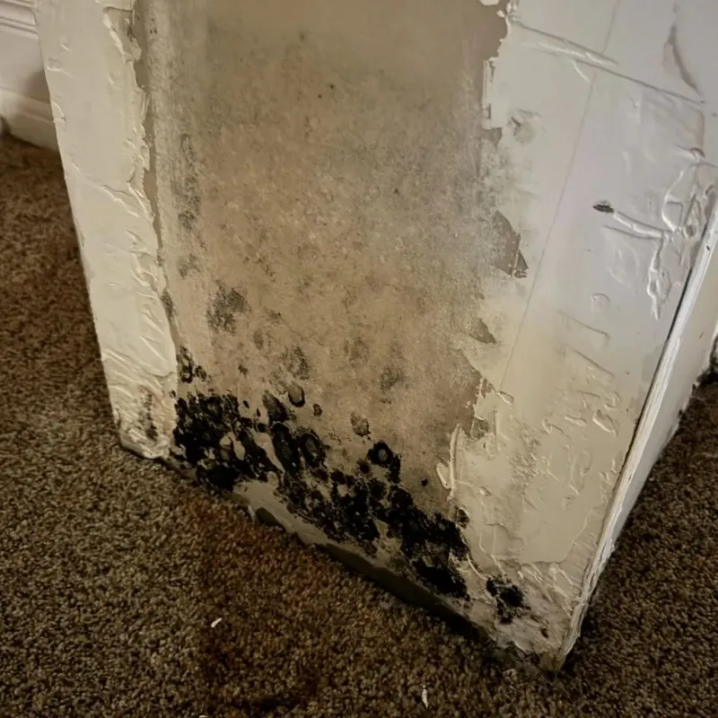Professional Mold Removal in Paradise Valley, AZ